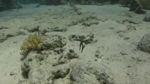 Robust ghost pipefish - solenostumus cyanopterus Stock Footage 81659063