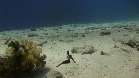 Robust ghost pipefish - solenostumus cyanopterus Video stock 81659975