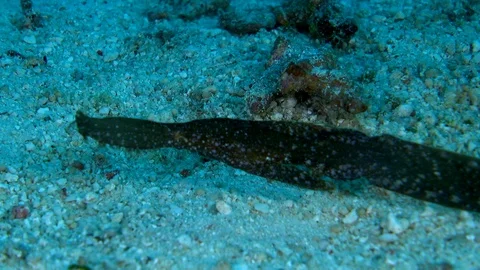 Robust ghostpipefish imitating a dead leaf floating with the current Stock Footage 112132255