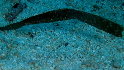 Robust ghostpipefish imitating a dead leaf floating with the current Stock Footage 112474665