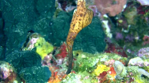 Robust ghostpipefish (Solenostomus cyanopterus) brown Stock Footage 34844081