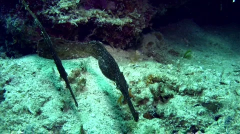 Robust ghostpipefish (Solenostomus cyanopterus) Stock Footage 6929633
