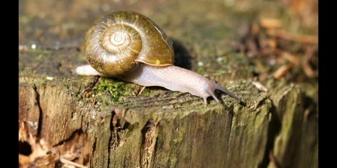 Robust Lancetooth Snail Stock Footage 283497224