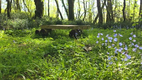 Robust log bench in a sunlit forest clearing surrounded by vibrant green foliage Stock-Footage 336172226
