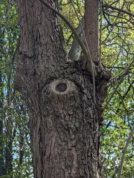 Robust Tree Stem With Canopy Creates Symbol Of Enduring Life Stock Photos