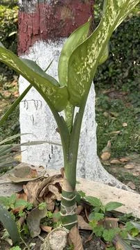A robust tropical plant with broad, patterned green leaves thrives next to a  Stock-Fotos