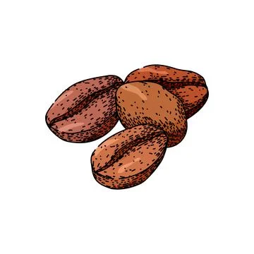 Robusta cofeee bean sketch hand drawn vector Stock Illustration