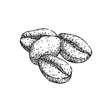 Robusta cofeee bean sketch hand drawn vector Stock Illustration