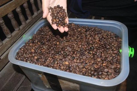 Robusta coffee after roasted Stock Photos