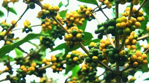 Robusta coffee beans Stock-Footage 159240238