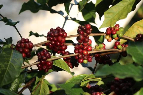 Robusta coffee berries which is ready to harvest. Ripen robusta coffee cherry Stock Photos