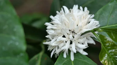 Robusta coffee blossom on tree plant Stock Footage 149655121
