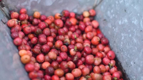 Robusta coffee cherries being hulled in a coffee peeler machine. Stock-Footage 125056143