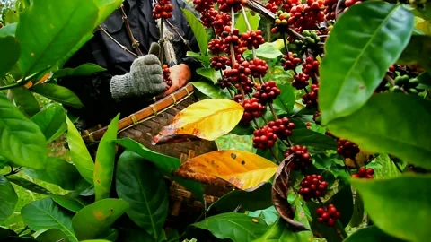 Robusta coffee harvest Stock-Footage 158699706