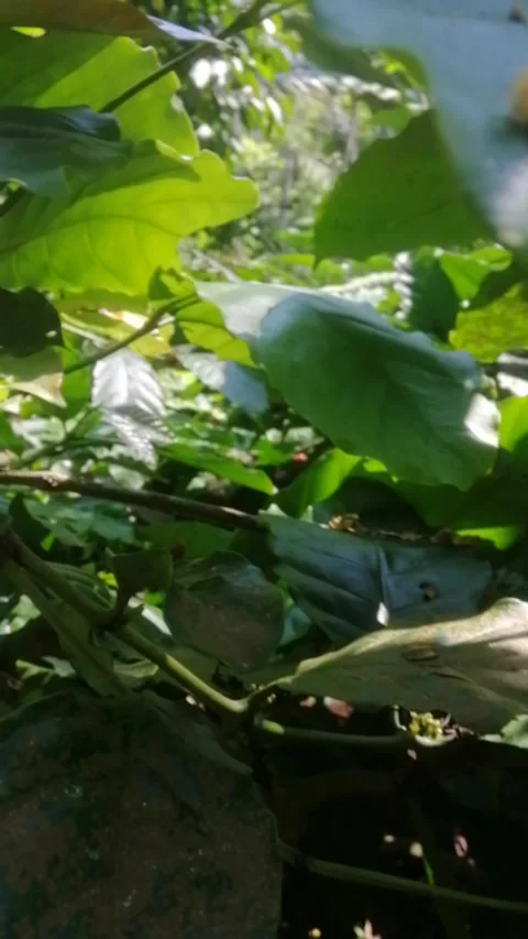 Robusta coffee tree Stock Footage 248641866