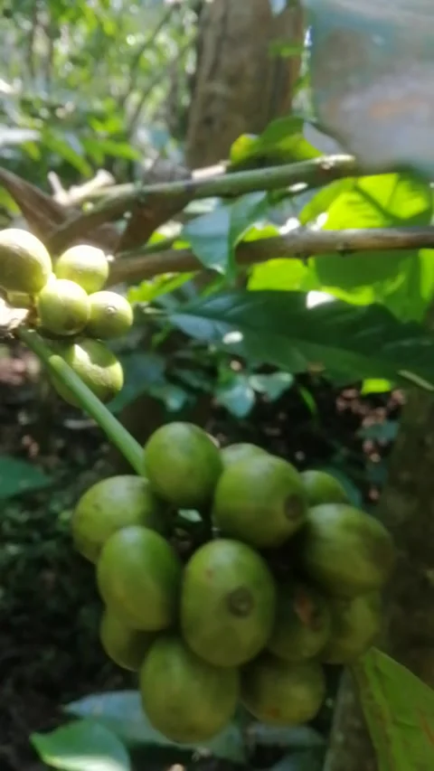 Robusta coffee tree Stock Footage 248641867