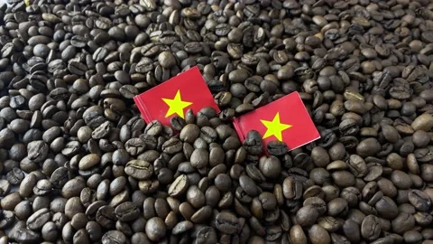 Robusta Vietnamese coffee Stock Footage 169780008