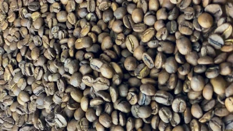 Robusta Vietnamese coffee Stock Footage 169780043
