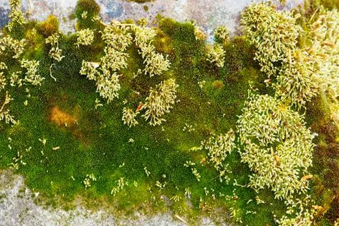 Rocck with different moos sttructures in differend shades of green. Foto stock