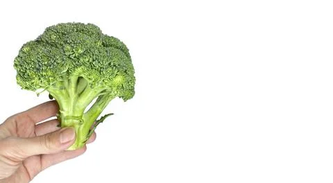 Roccoli in hand close-up isolated on white background in the form of a banner Stock Photos