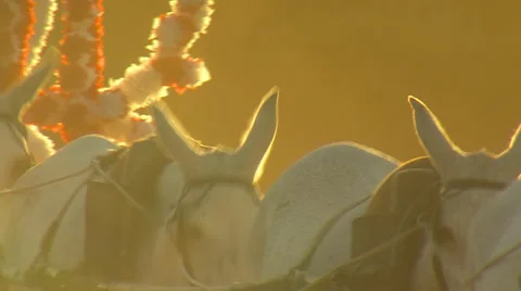 Rocío Pilgrimage. Path of brotherhood of emigrant, Huelva. Stock Footage 44201610