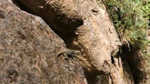 Rock Agama Lizard Basking on Sunlit Cliff Face in Turkey Stock Footage 332546176