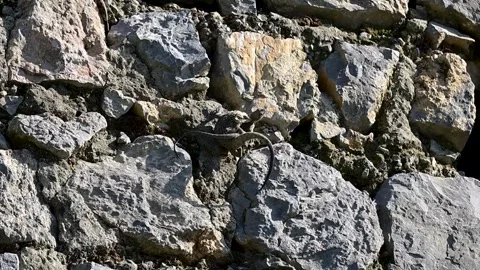 Rock Agama Mating Pair on Rocky Cliff Stock Footage 339777158