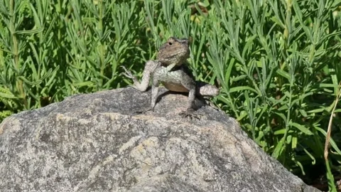 A Rock Agama Sits Facing Camera And Lifts Feet Stock Footage 169579122