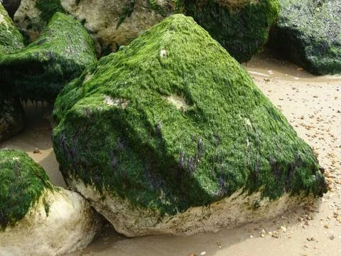 Rock With Algae At The Seashore Stock Photos