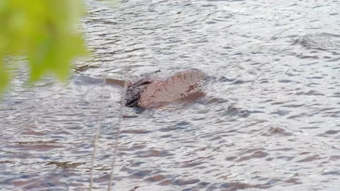 Rock alone in a lake 스톡 동영상 228655604
