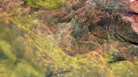 Rock and Algae Stock Footage 200808087