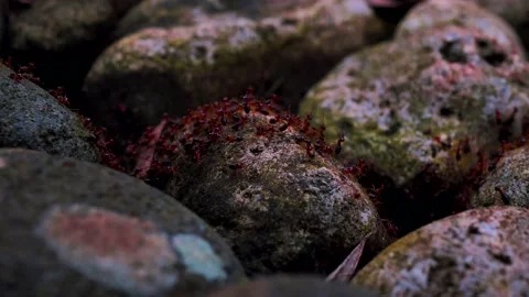 Rock and animals Video stock 197050404