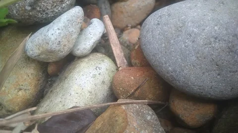 Rock and ant Stock Footage 168684179