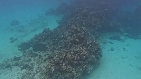 The rock and coral reef at Turtle reef in the Cayman Islands. Stock Footage 281104957