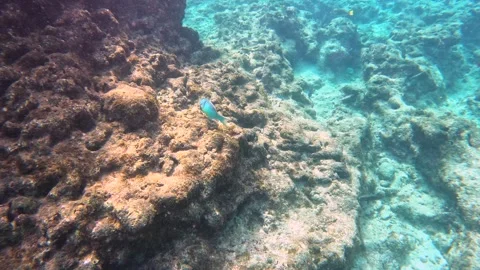 The rock and coral reef at Turtle reef in the Cayman Islands. Stock Footage 281349080