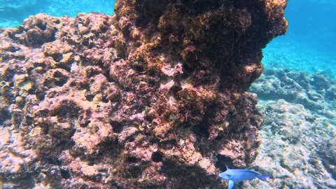 The rock and coral reef at Turtle reef in the Cayman Islands. Stock Footage 289137417