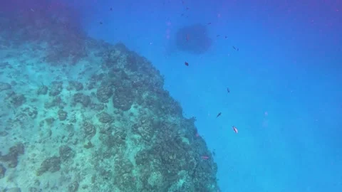 The rock and coral reef at Turtle reef in the Cayman Islands. Stock Footage 289137786