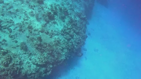 The rock and coral reef at Turtle reef in the Cayman Islands. Stock Footage 289137833