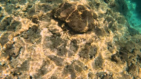The rock and coral reef at Turtle reef in the Cayman Islands. Stock Footage 289138076