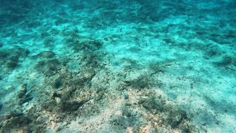 The rock and coral reef at Turtle reef in the Cayman Islands. Stock Footage 289138077