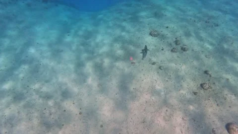 The rock and coral reef at Turtle reef in the Cayman Islands. Stock Footage 289138085