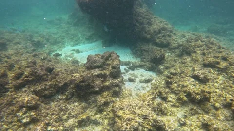 The rock and coral reef at Turtle reef in the Cayman Islands. Stock Footage 289138092