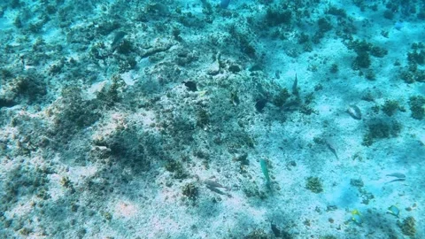 The rock and coral reef at Turtle reef in the Cayman Islands. Stock Footage 289138260