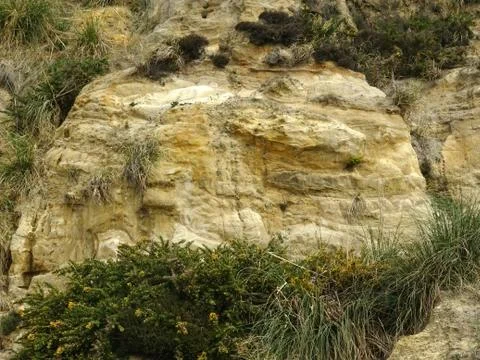 Rock And Flora Background Stock Photos