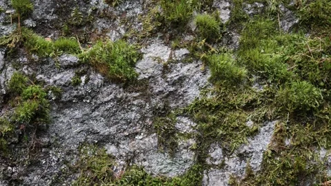 Rock and moss background. Video stock 296821338