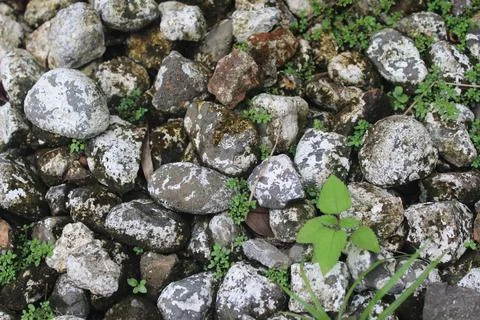 Rock and moss texture 写真素材