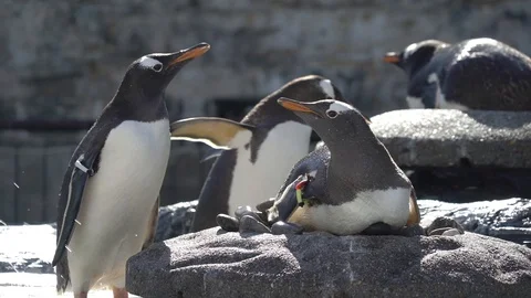 Rock and penguins Stock Footage 99499007