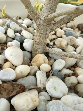 Rock and stem Stock Photos