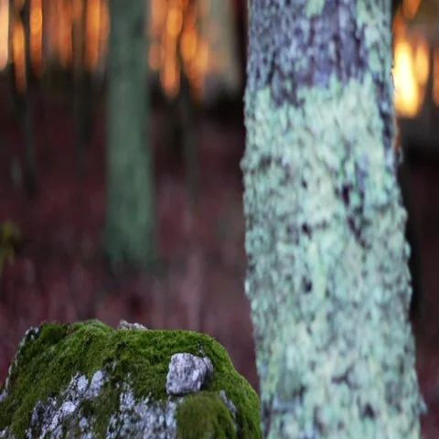 Rock and Tree with moss during an autumn sunset Видео 69644653