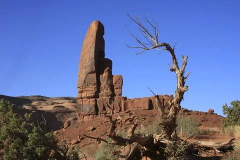 Rock and Tree Stock Photos